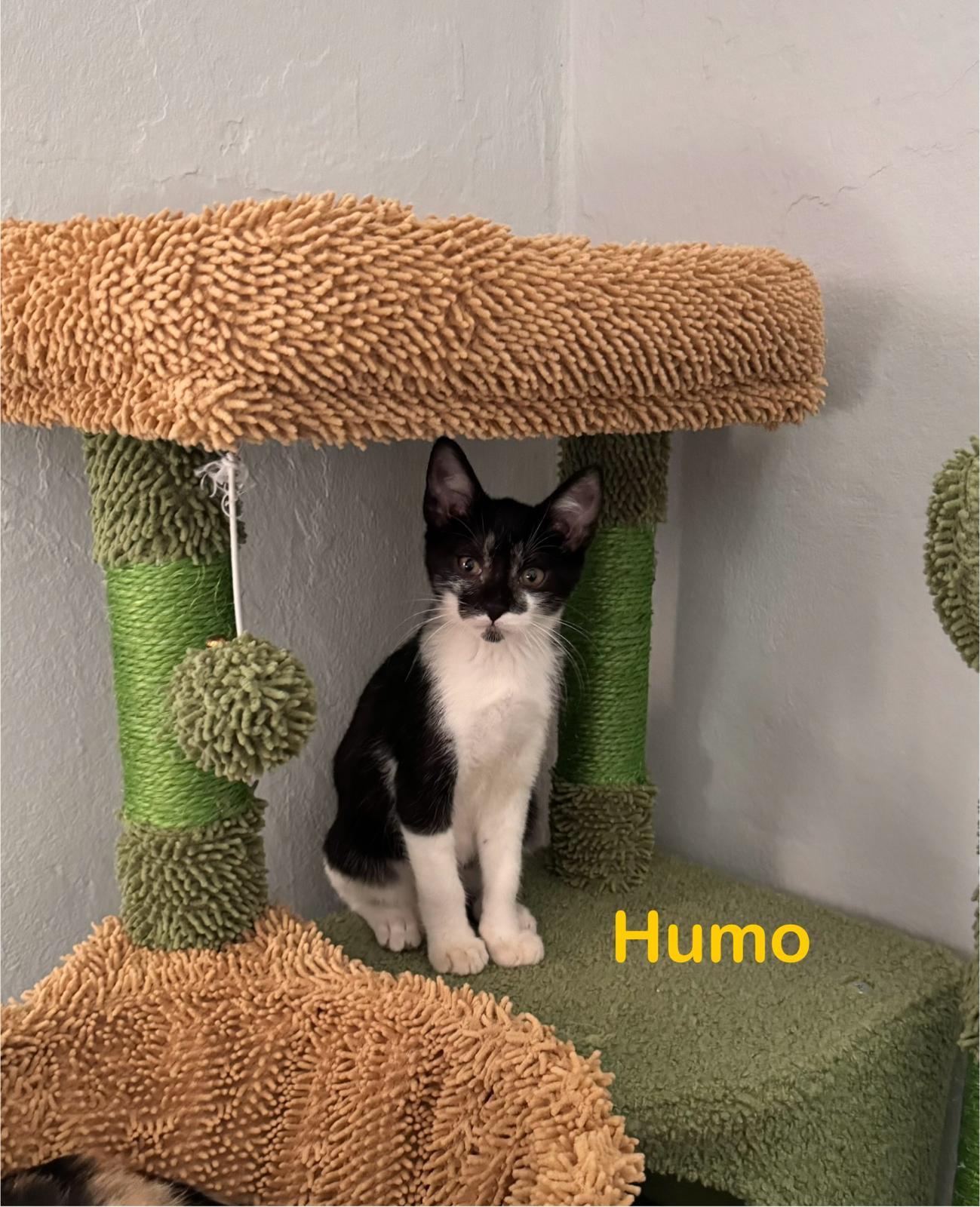 Enlarge Humo, an adopted Domestic Short Hair in Manchester, NH image 1/6