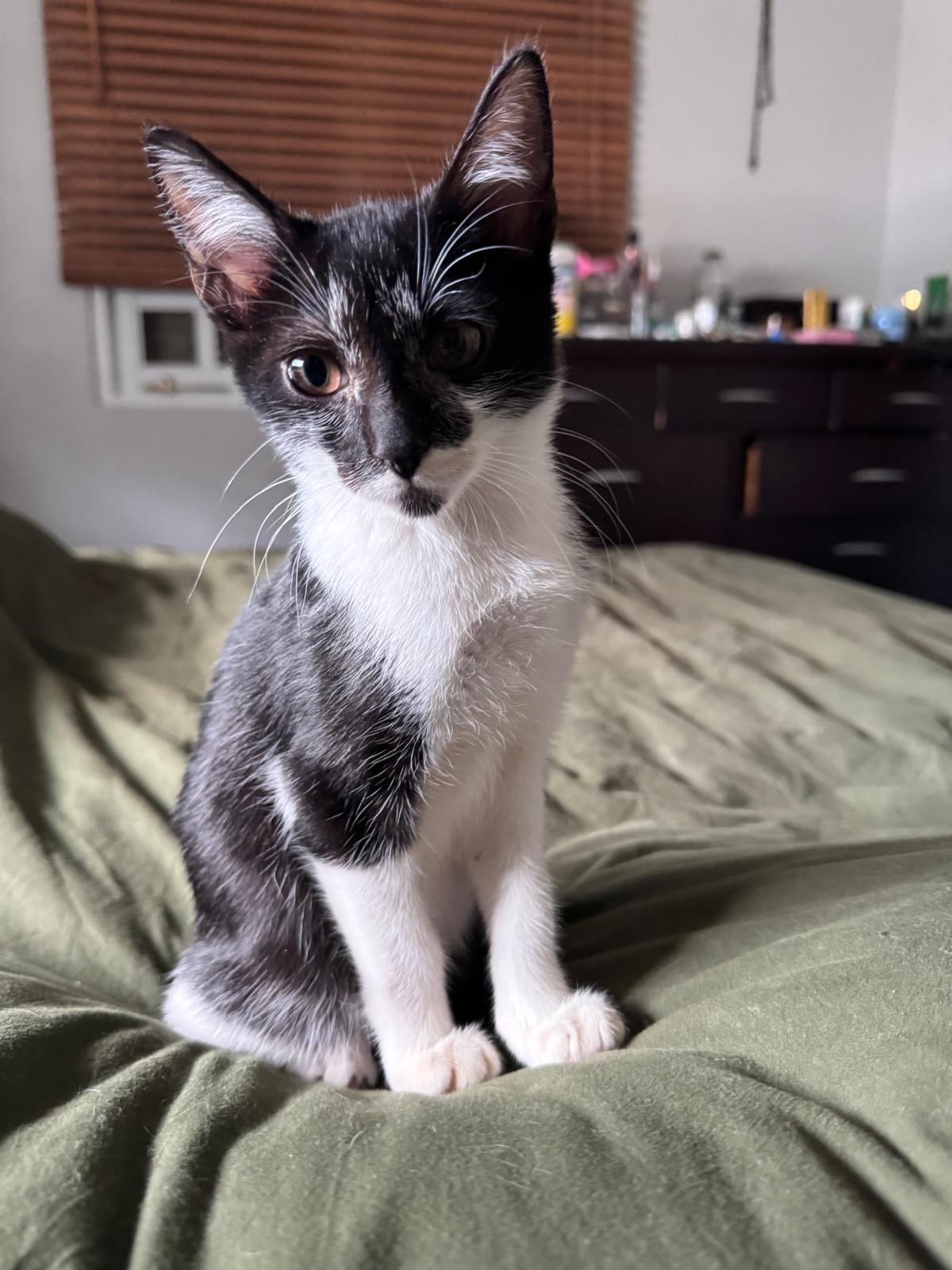 Enlarge Humo, an adopted Domestic Short Hair in Manchester, NH image 2/6