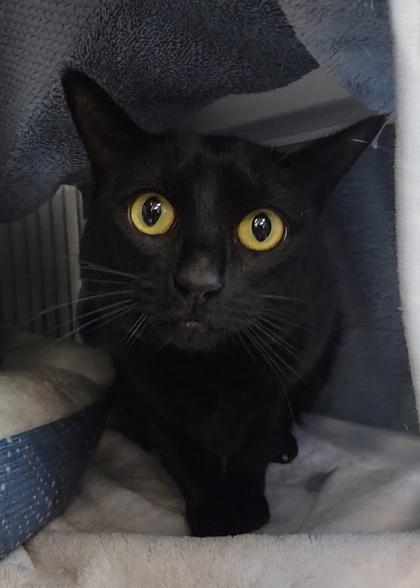 Luna, Adoptable, Adult Female Domestic Short Hair & Domestic Short Hair.