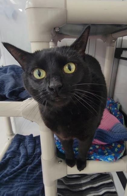 Enlarge Luna, a Adoptable mixed breed in Elmira, NY image 1/3