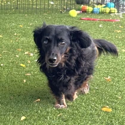 Enlarge Mugsy, a Adoptable Dachshund in Seattle, WA image 1/3