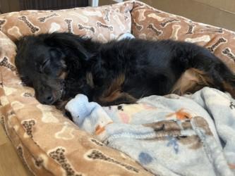 Enlarge Mugsy, a Adoptable Dachshund in Seattle, WA image 2/3