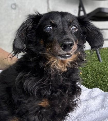 Enlarge Mugsy, a Adoptable Dachshund in Seattle, WA image 3/3