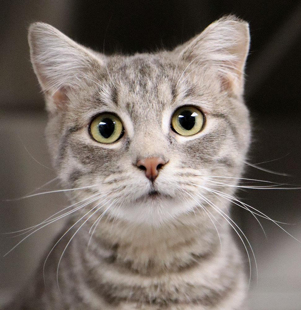 Blu (AO35787), adopted, Young Female Domestic Short Hair.