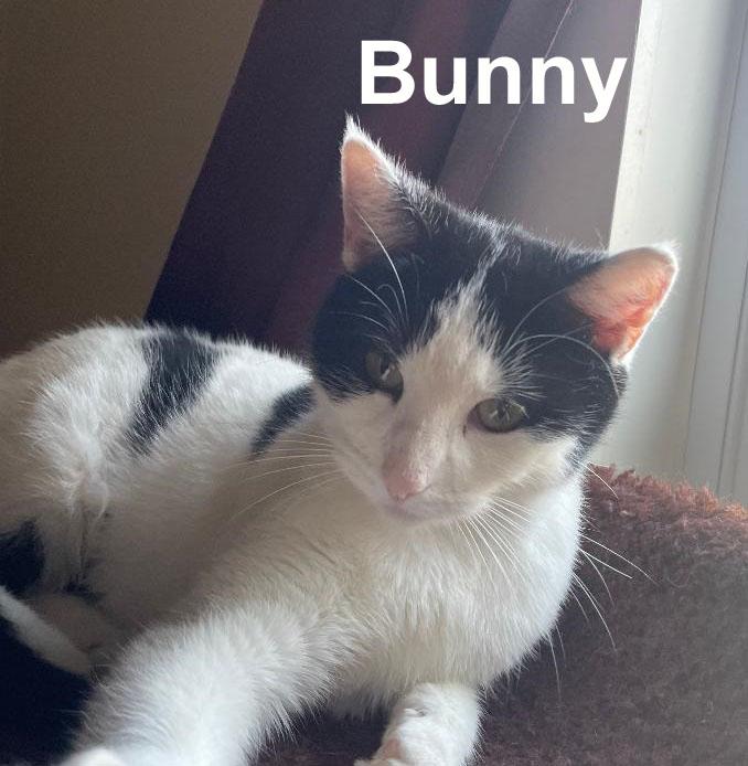 Enlarge Bunny Gil. (sweet little girl), an adopted Domestic Short Hair in Stowe, PA image 4/4