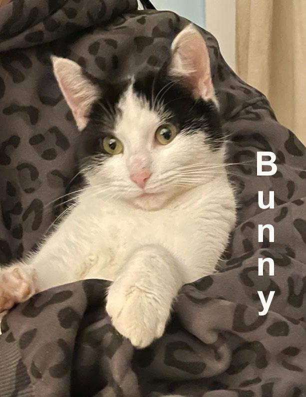 Bunny Gil. (sweet little girl), adopted, Young Female Domestic Short Hair.