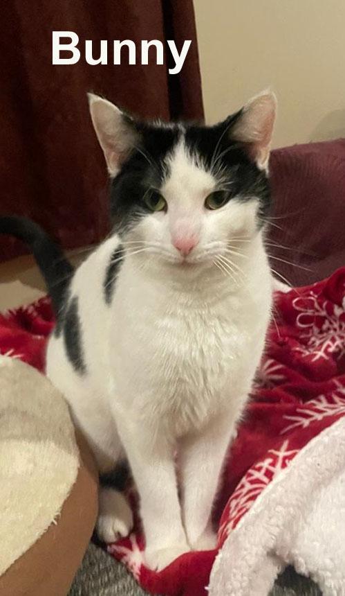 Enlarge Bunny Gil. (sweet little girl), an adopted Domestic Short Hair in Stowe, PA image 2/4