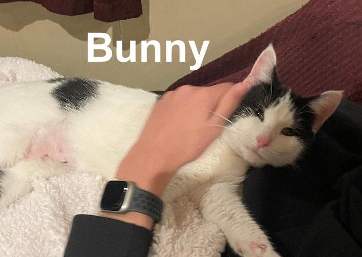 Enlarge Bunny Gil. (sweet little girl), an adopted Domestic Short Hair in Stowe, PA image 3/4