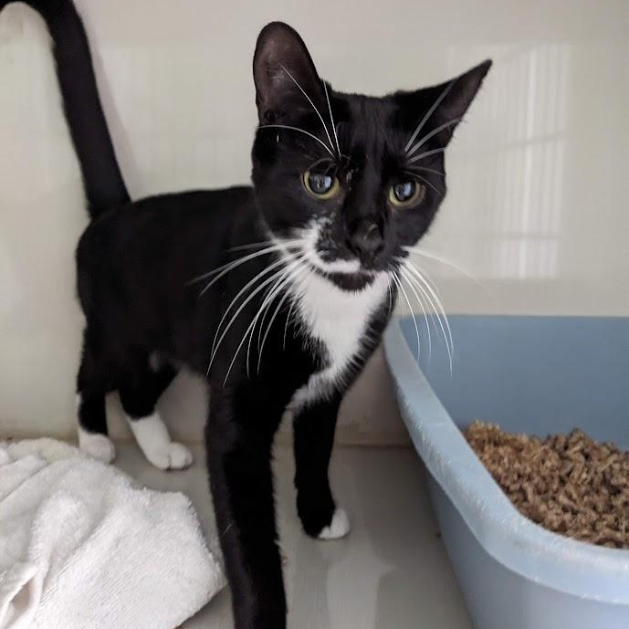 Jo Polniaczek, Adoptable, Adult Female Tuxedo & Domestic Short Hair.