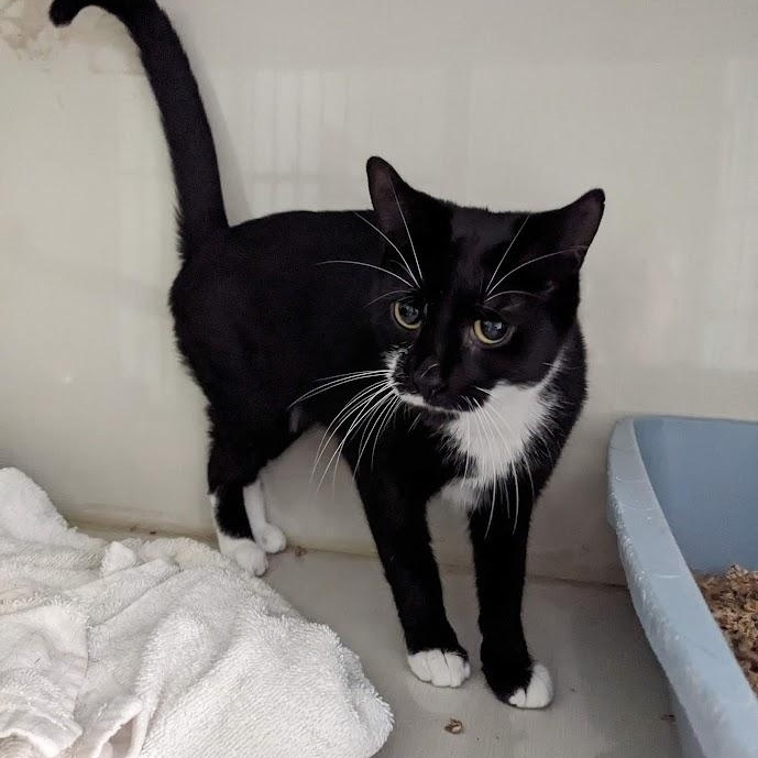 Enlarge Jo Polniaczek, a Adoptable mixed breed in Shippenville, PA image 4/6