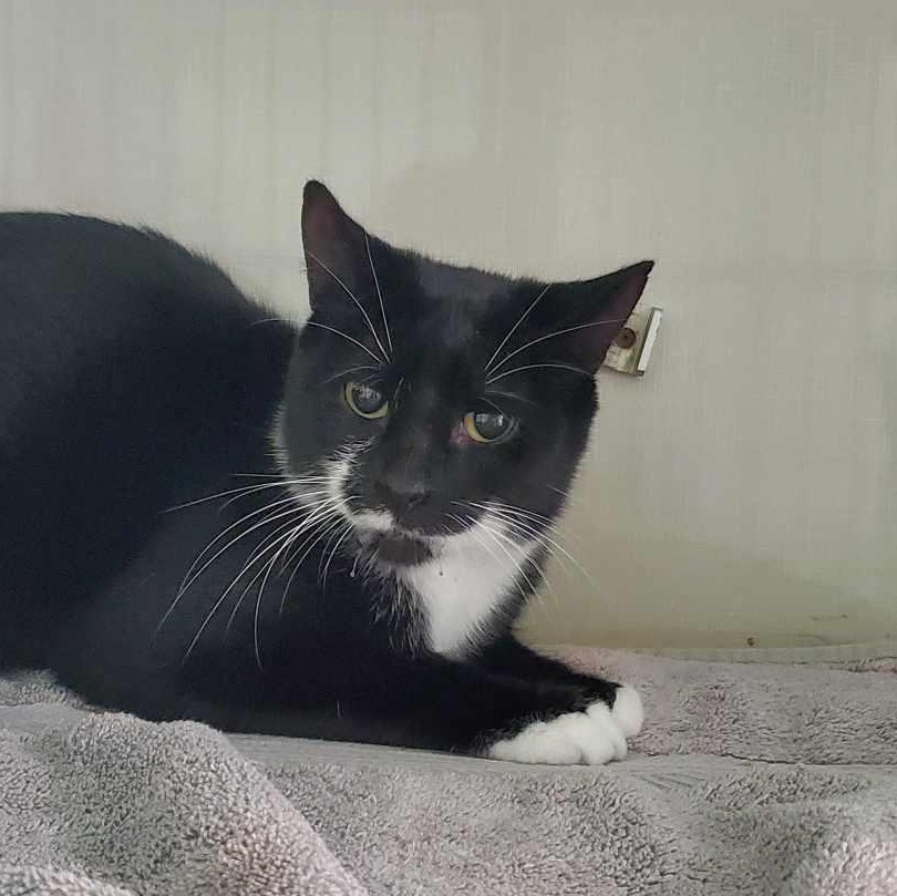 Enlarge Jo Polniaczek, a Adoptable mixed breed in Shippenville, PA image 5/6