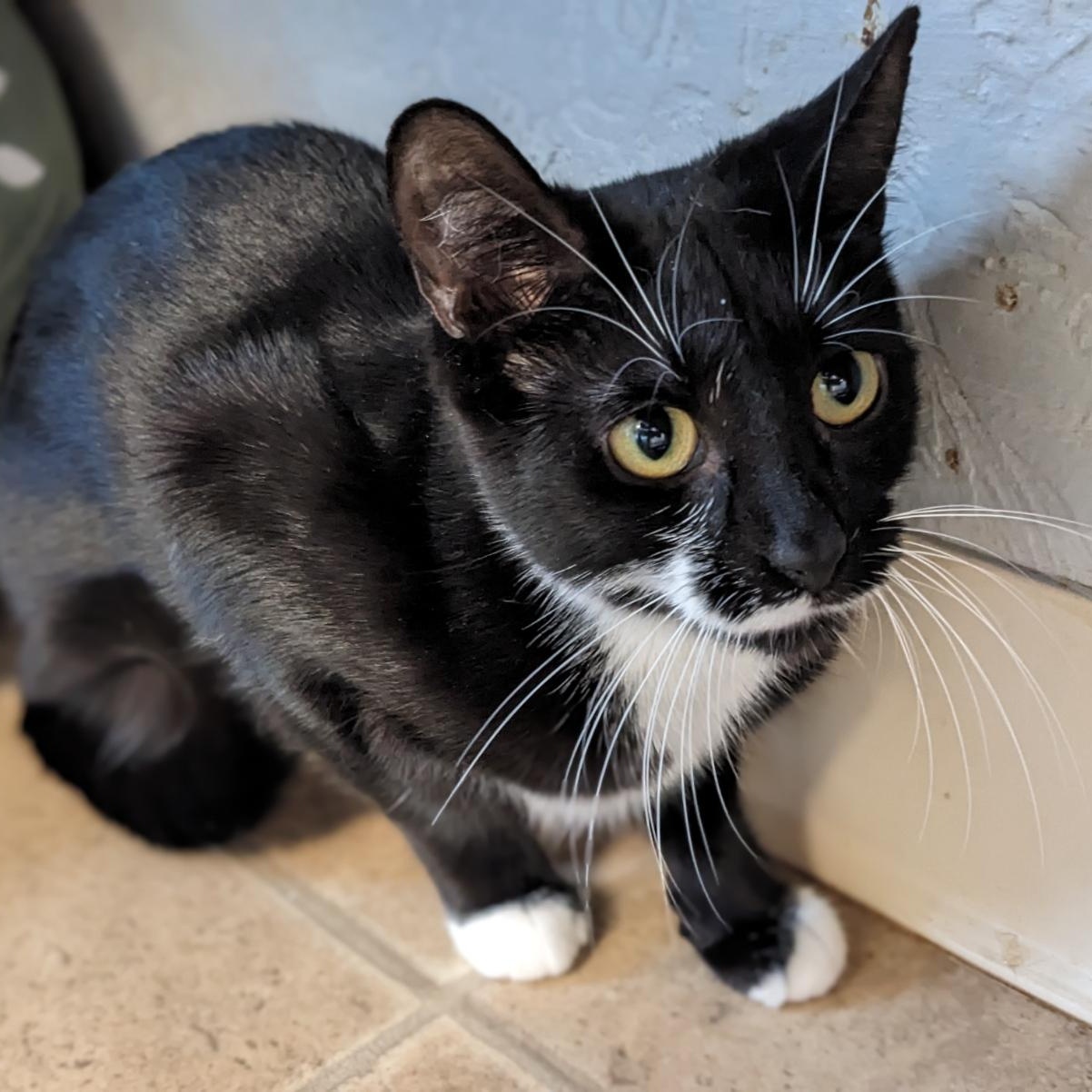 Enlarge Jo Polniaczek, a Adoptable mixed breed in Shippenville, PA image 6/6