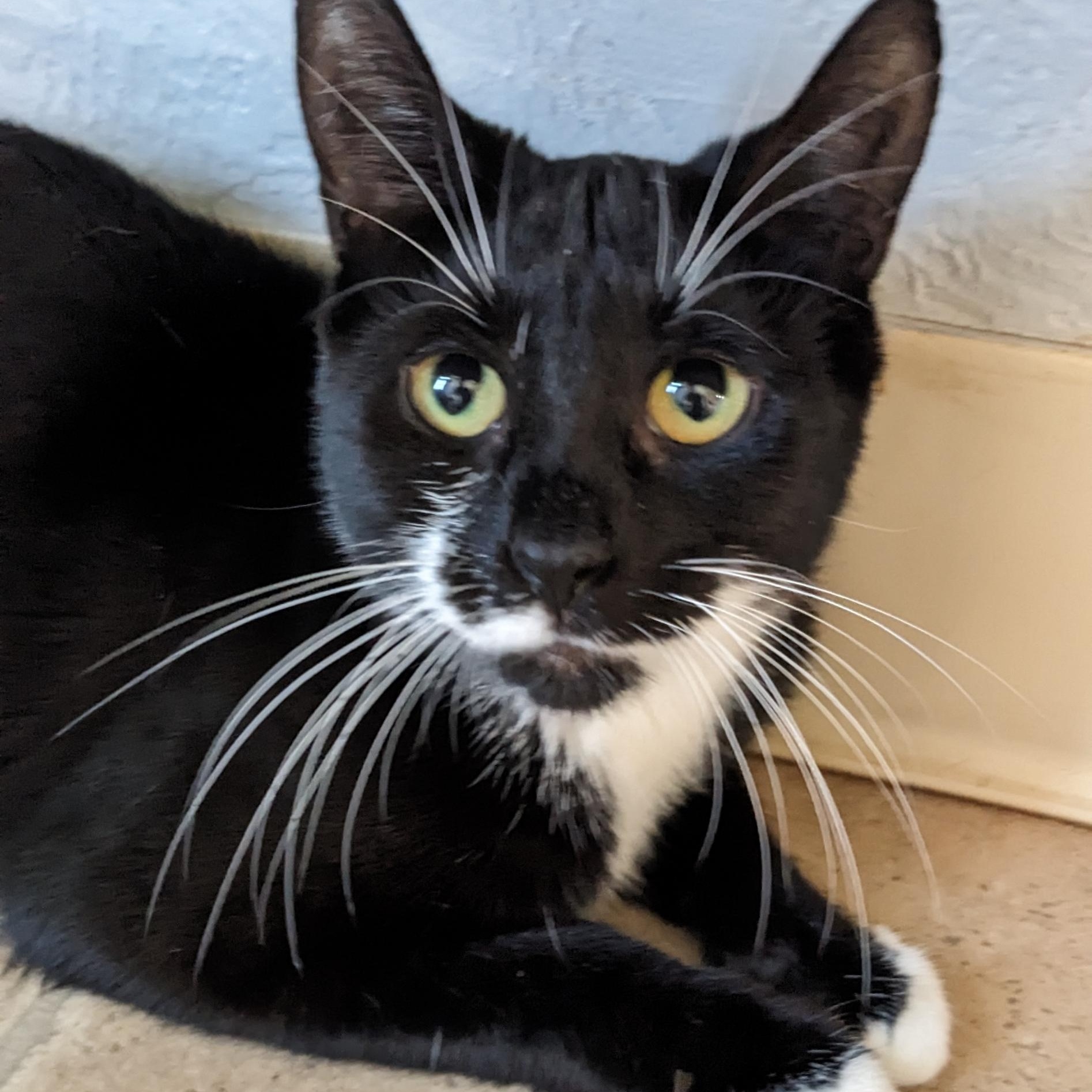 Jo Polniaczek, Adoptable, Adult Female Tuxedo & Domestic Short Hair.