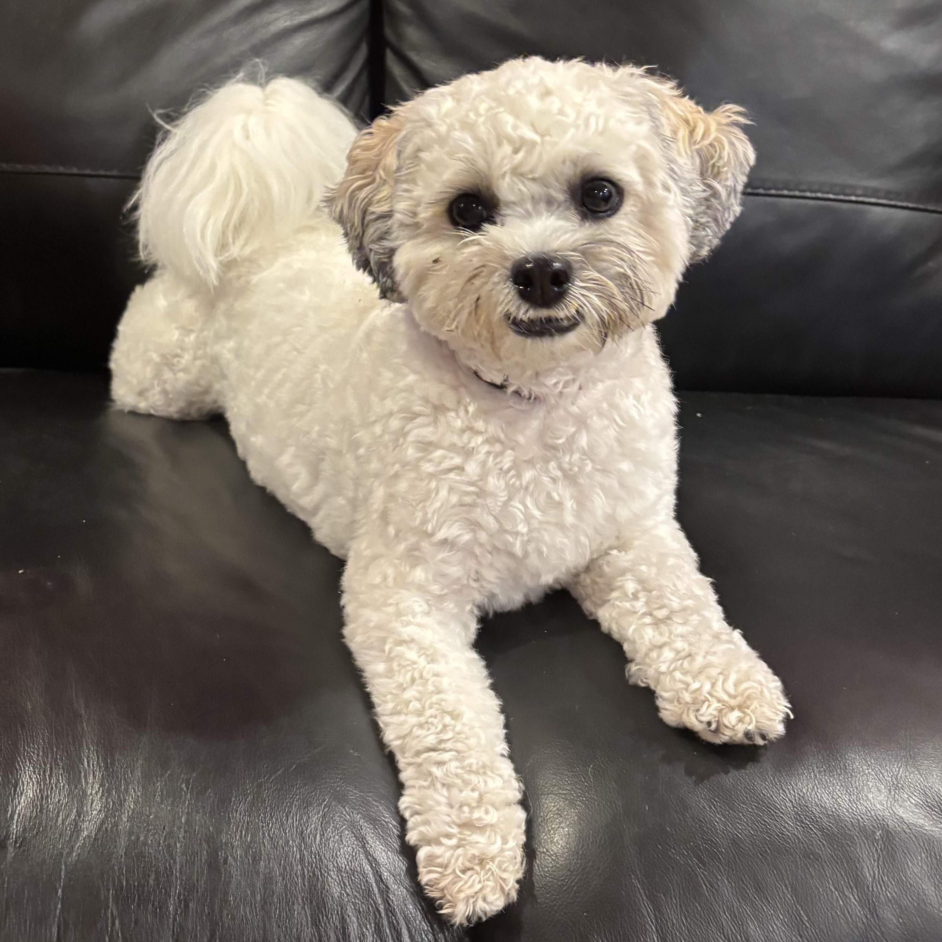 Enlarge Angel, a Adoptable mixed breed in Sudbury, MA image 4/6