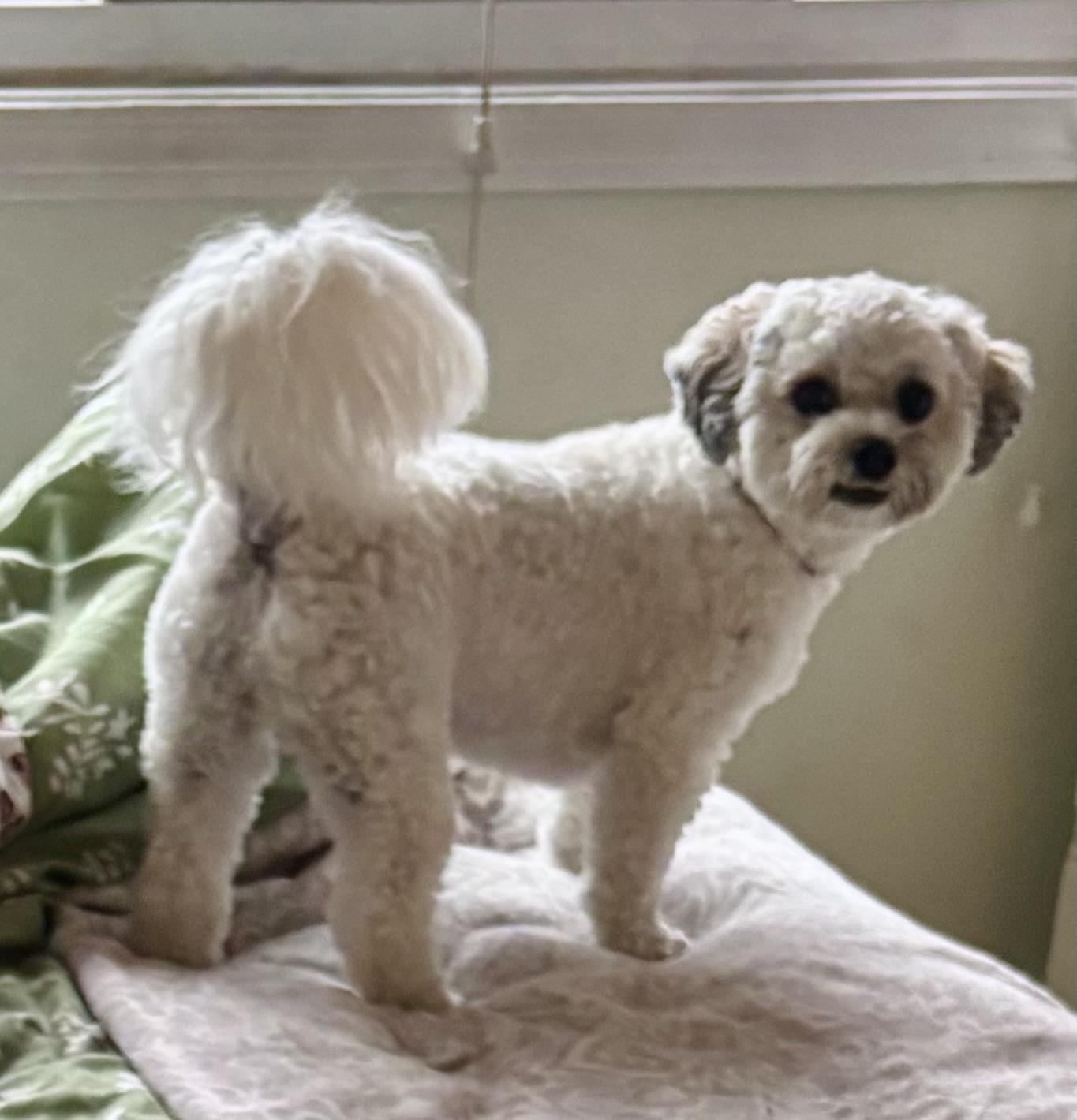Enlarge Angel, a Adoptable mixed breed in Sudbury, MA image 2/6