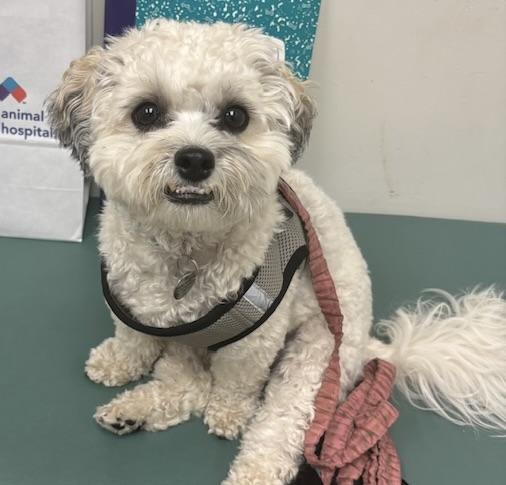 Angel, Adoptable, Young Female Shih poo & Miniature Poodle.