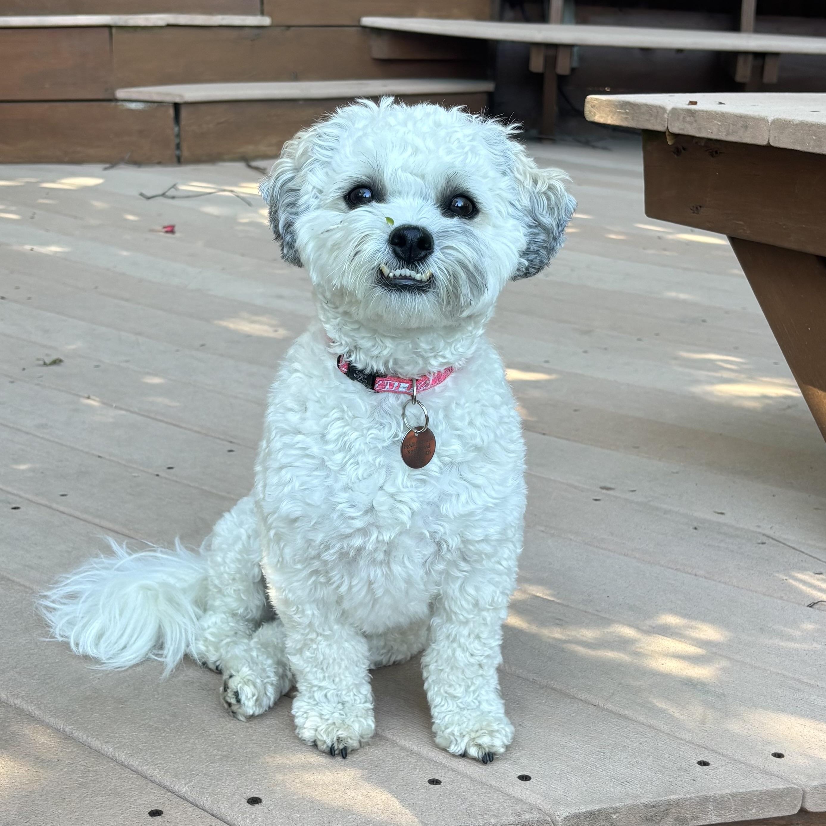 Enlarge Angel-Adoption Pending, a Adoptable mixed breed in Sudbury, MA image 6/6
