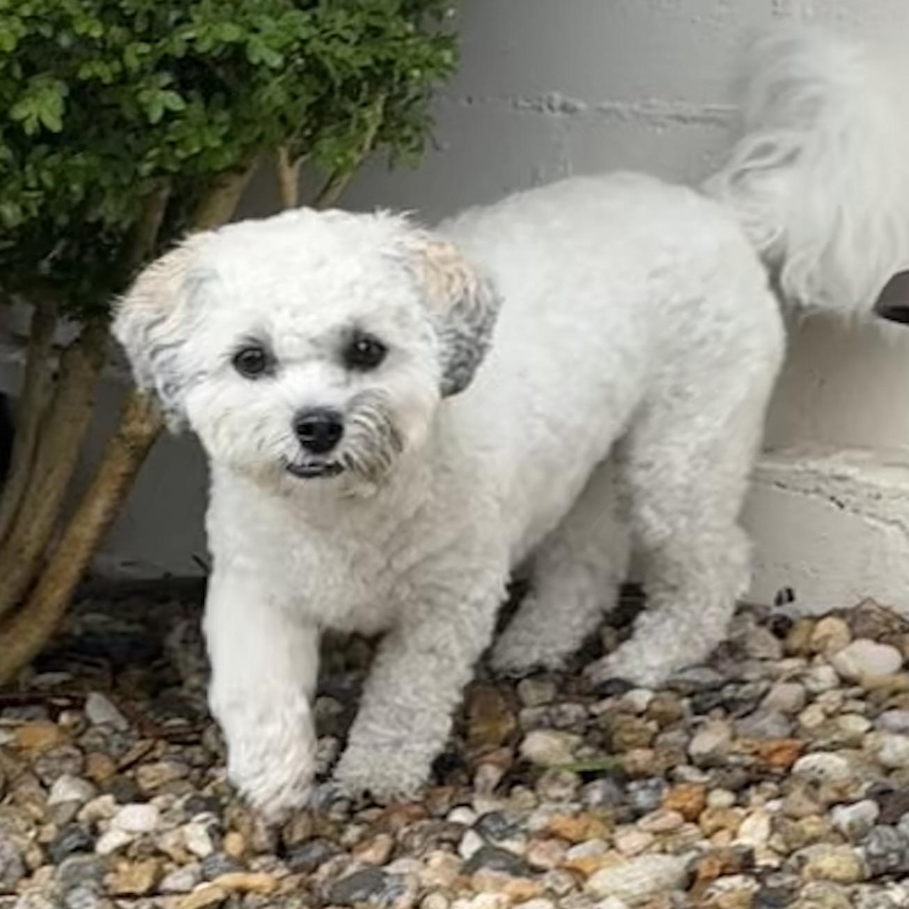 Enlarge Angel, a Adoptable mixed breed in Sudbury, MA image 5/6