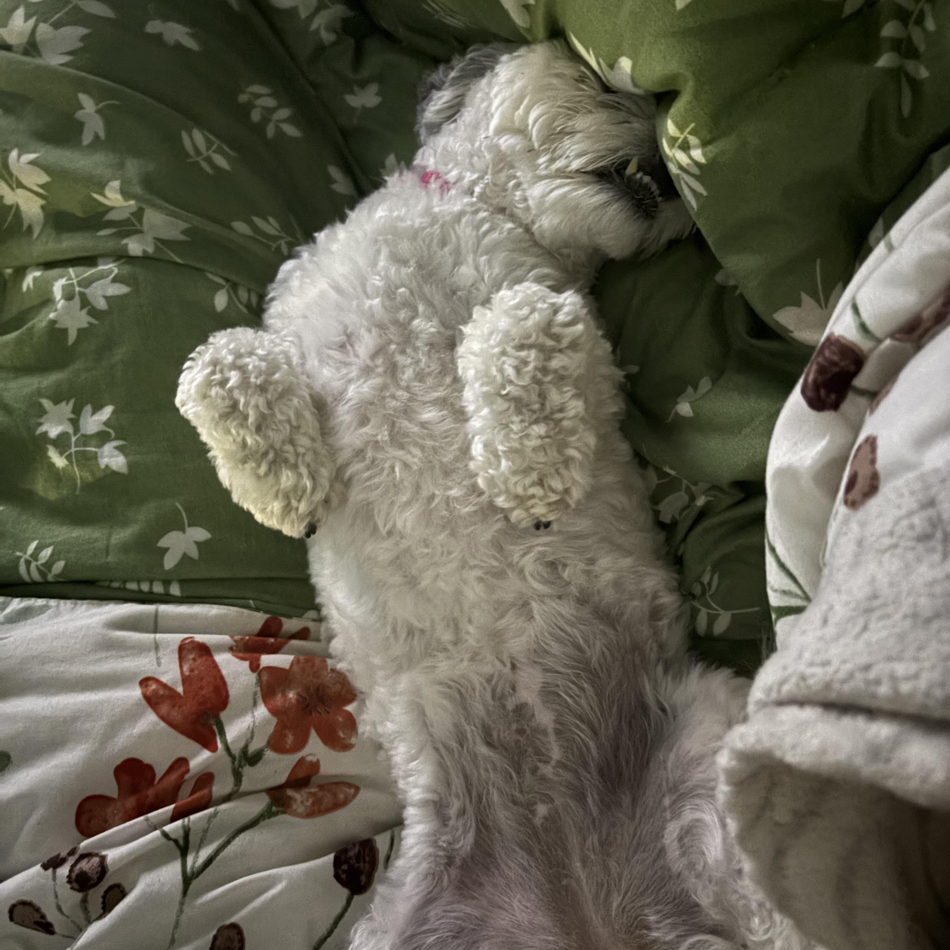 Enlarge Angel, a Adoptable mixed breed in Sudbury, MA image 6/6