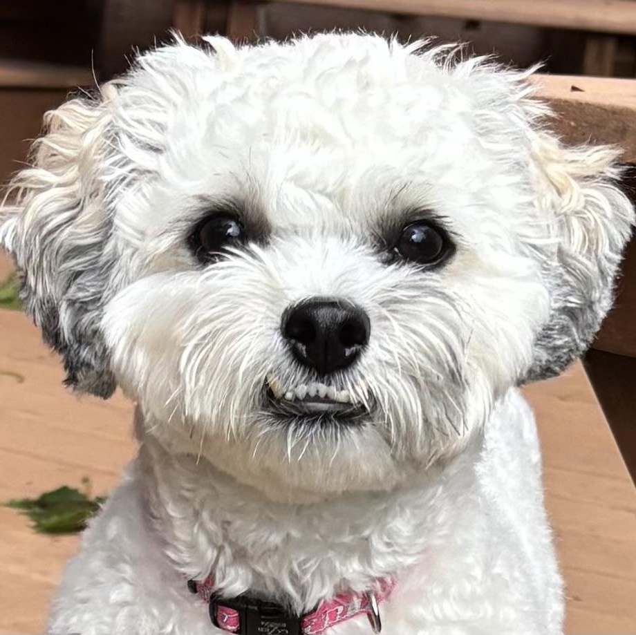 Enlarge Angel, a Adoptable mixed breed in Sudbury, MA image 1/6