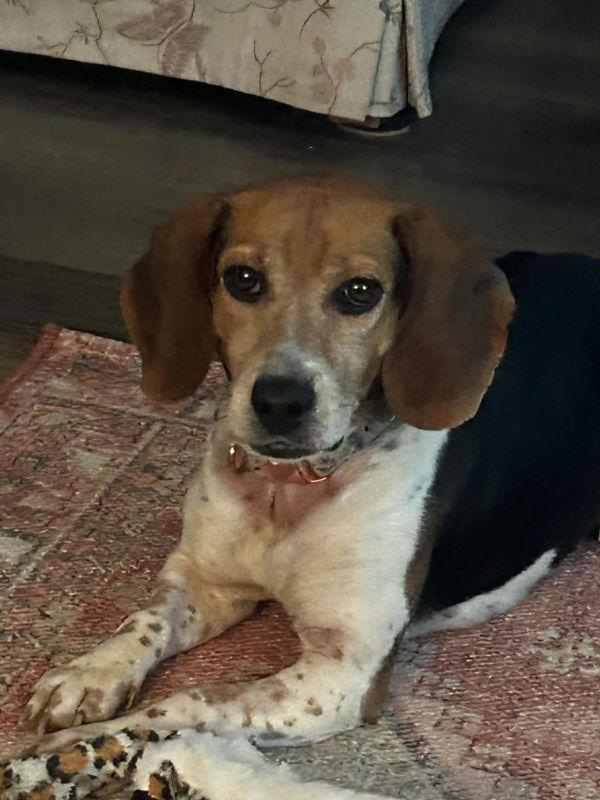 Enlarge Pebbles *Adopt or Foster*, a Adopted Beagle in Fairfax, VA image 1/1