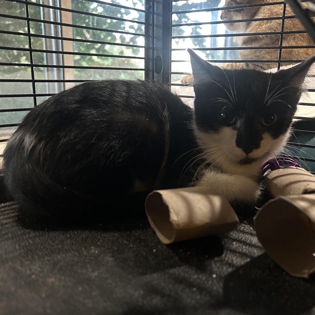 Trevor, Adoptable, Kitten Male Domestic Short Hair.