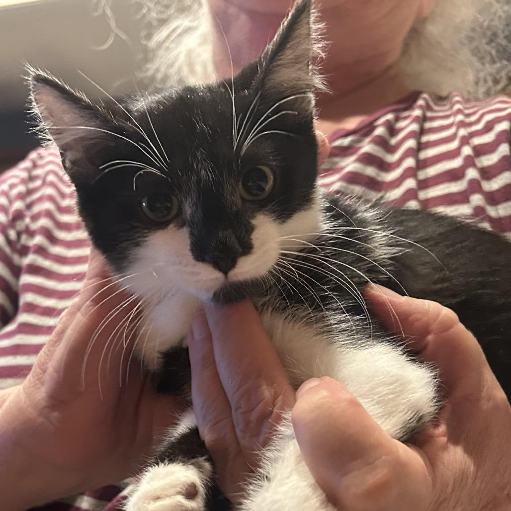 Enlarge Trevor, a Adoptable Domestic Short Hair in Calimesa, CA image 2/4