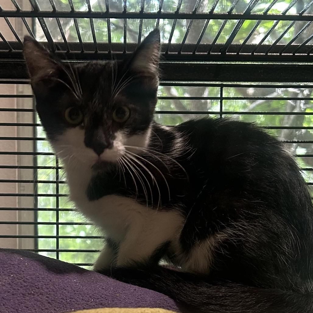 Enlarge Trevor, a Adoptable Domestic Short Hair in Calimesa, CA image 4/4