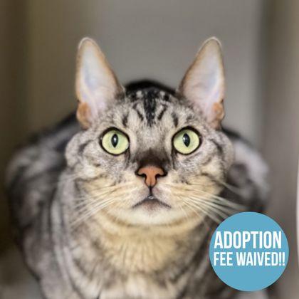 Bonyo, ADOPTABLE, Adult Male Bengal.