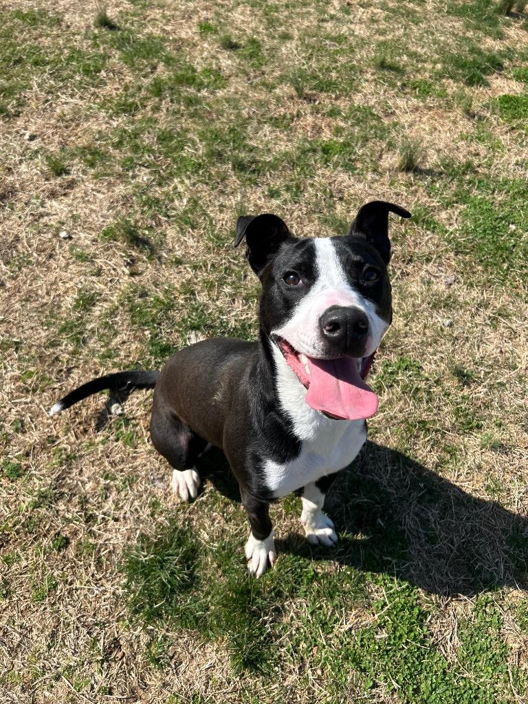 Ella, Adoptable, Young Female Pit Bull Terrier.