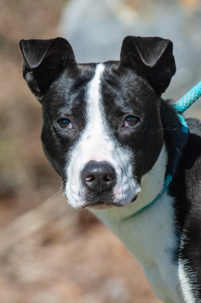Enlarge Ella, a Adoptable mixed breed in Johnson City, TN image 3/4
