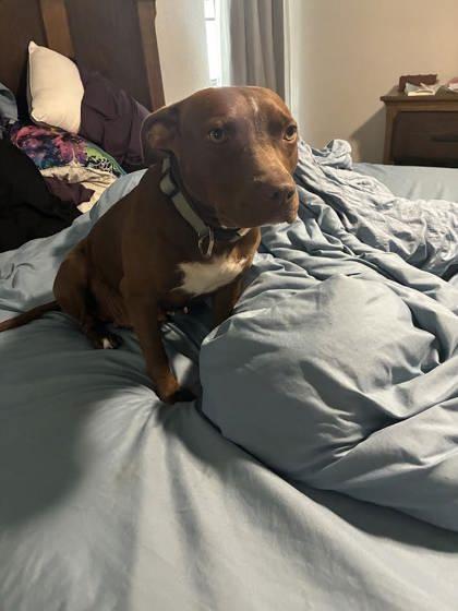 Enlarge Esmeralda (159967) (In a foster home), an adopted Pit Bull Terrier in Baton Rouge, LA image 4/5
