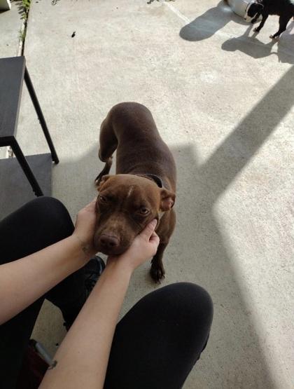 Enlarge Esmeralda (159967) (In a foster home), an adopted Pit Bull Terrier in Baton Rouge, LA image 2/5