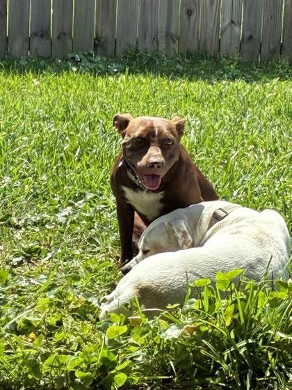 Enlarge Esmeralda (159967) (In a foster home), an adopted Pit Bull Terrier in Baton Rouge, LA image 5/5