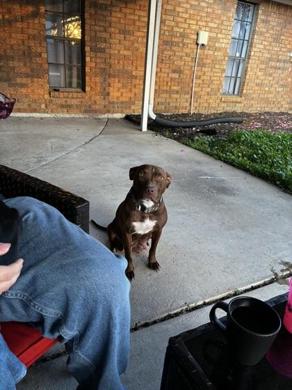 Enlarge Esmeralda (159967) (In a foster home), an adopted Pit Bull Terrier in Baton Rouge, LA image 3/5