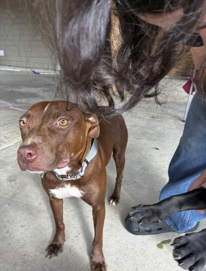 Esmeralda (159967) (In a foster home), adopted, Young Female Pit Bull Terrier.