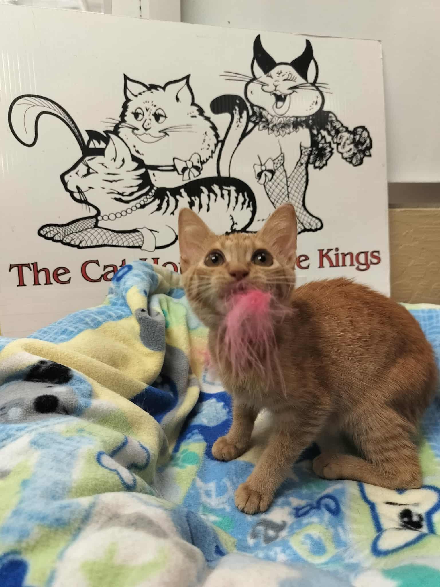 Fresca — thumbnail 2