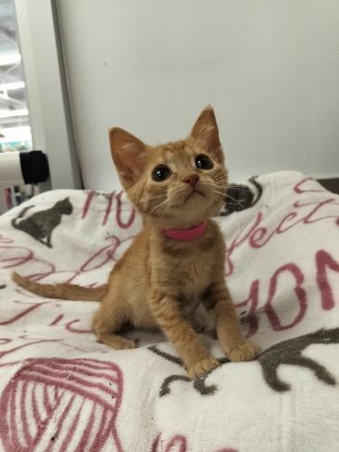 Fresca — thumbnail 3