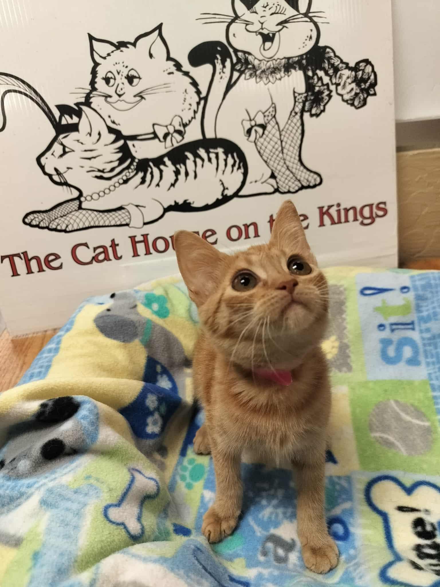 Fresca — thumbnail 4