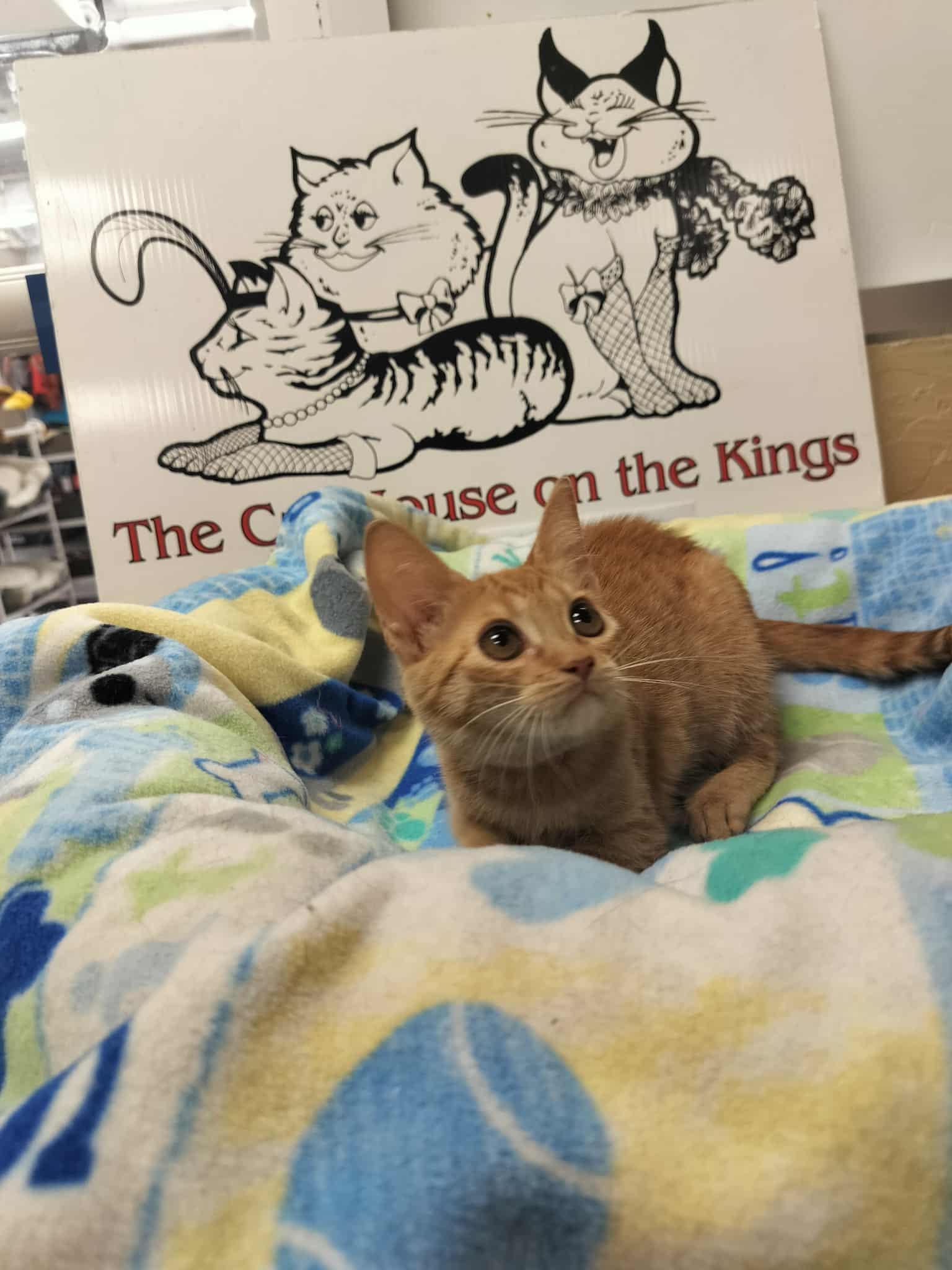 Fresca — thumbnail 5