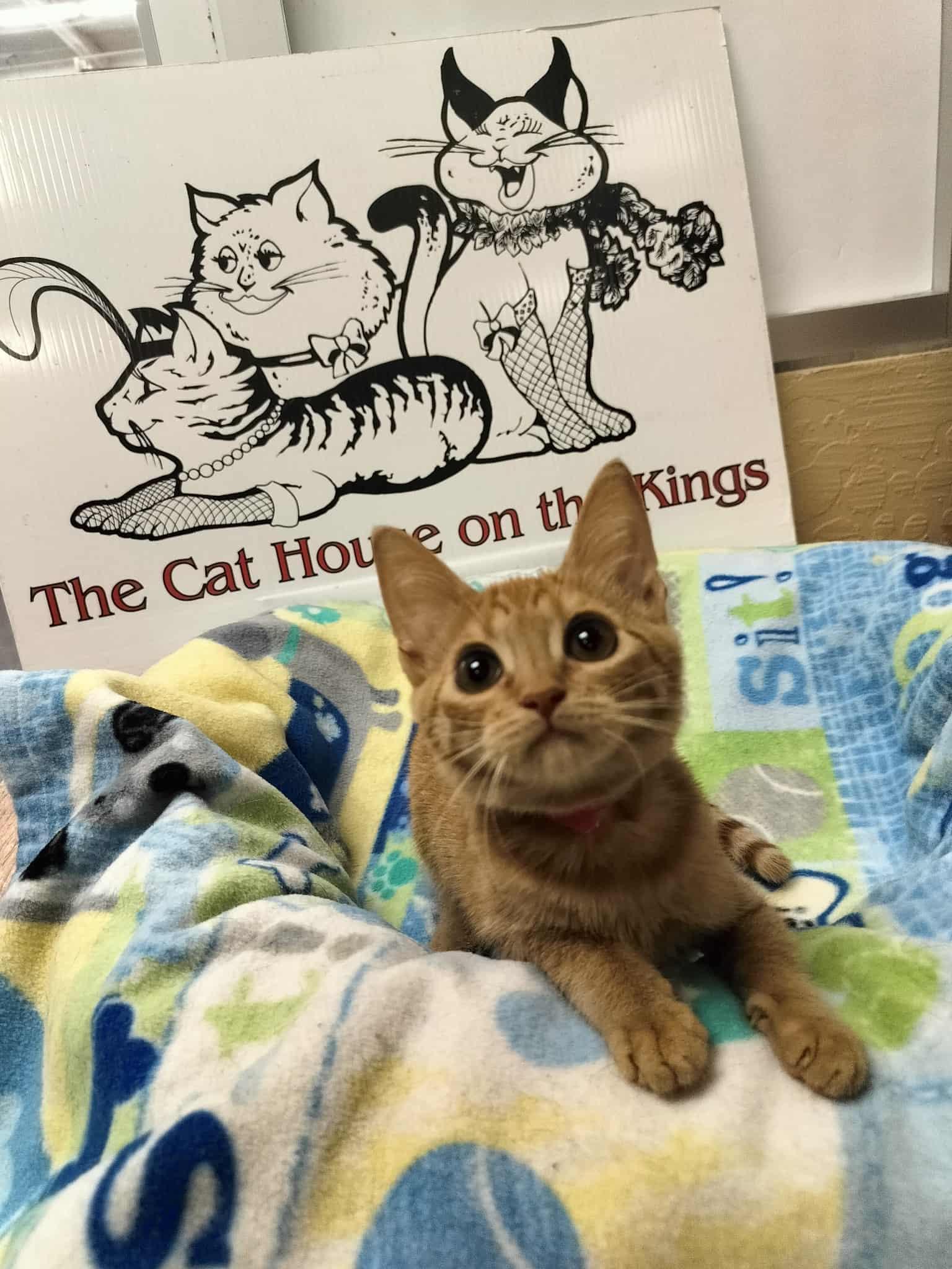 Fresca — thumbnail 6