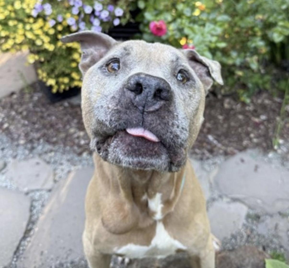 Sam, ADOPTABLE, Senior Male American Staffordshire Terrier.