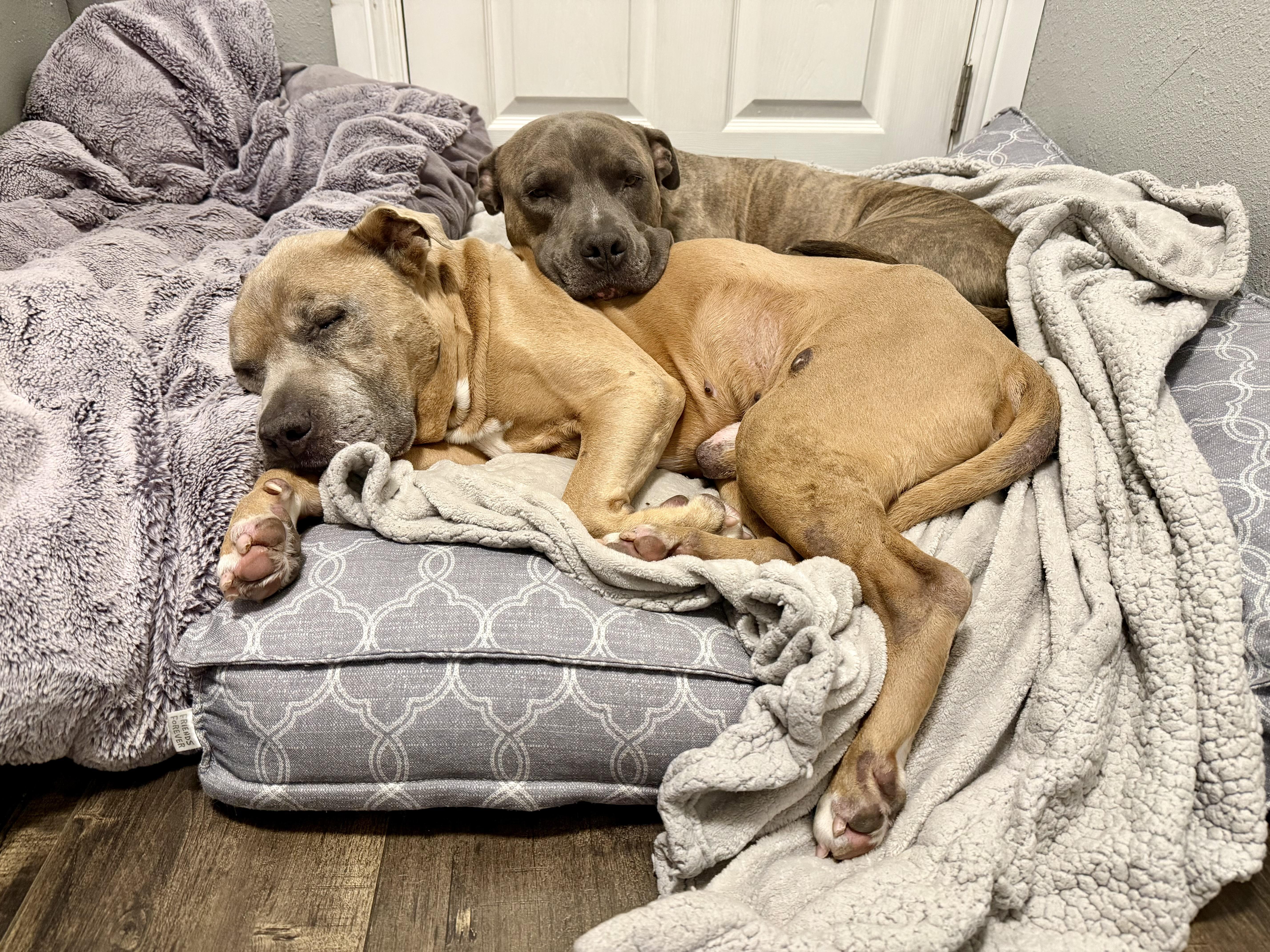 Sam, a ADOPTABLE mixed breed in Newcastle, CA image 2/5