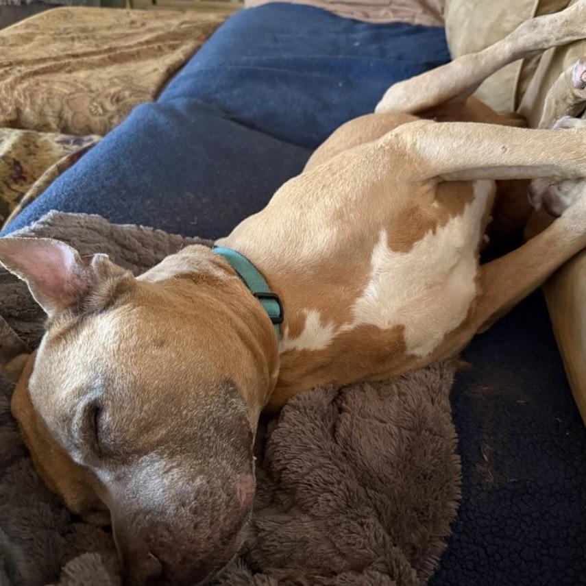 Sam, a ADOPTABLE mixed breed in Newcastle, CA image 3/5