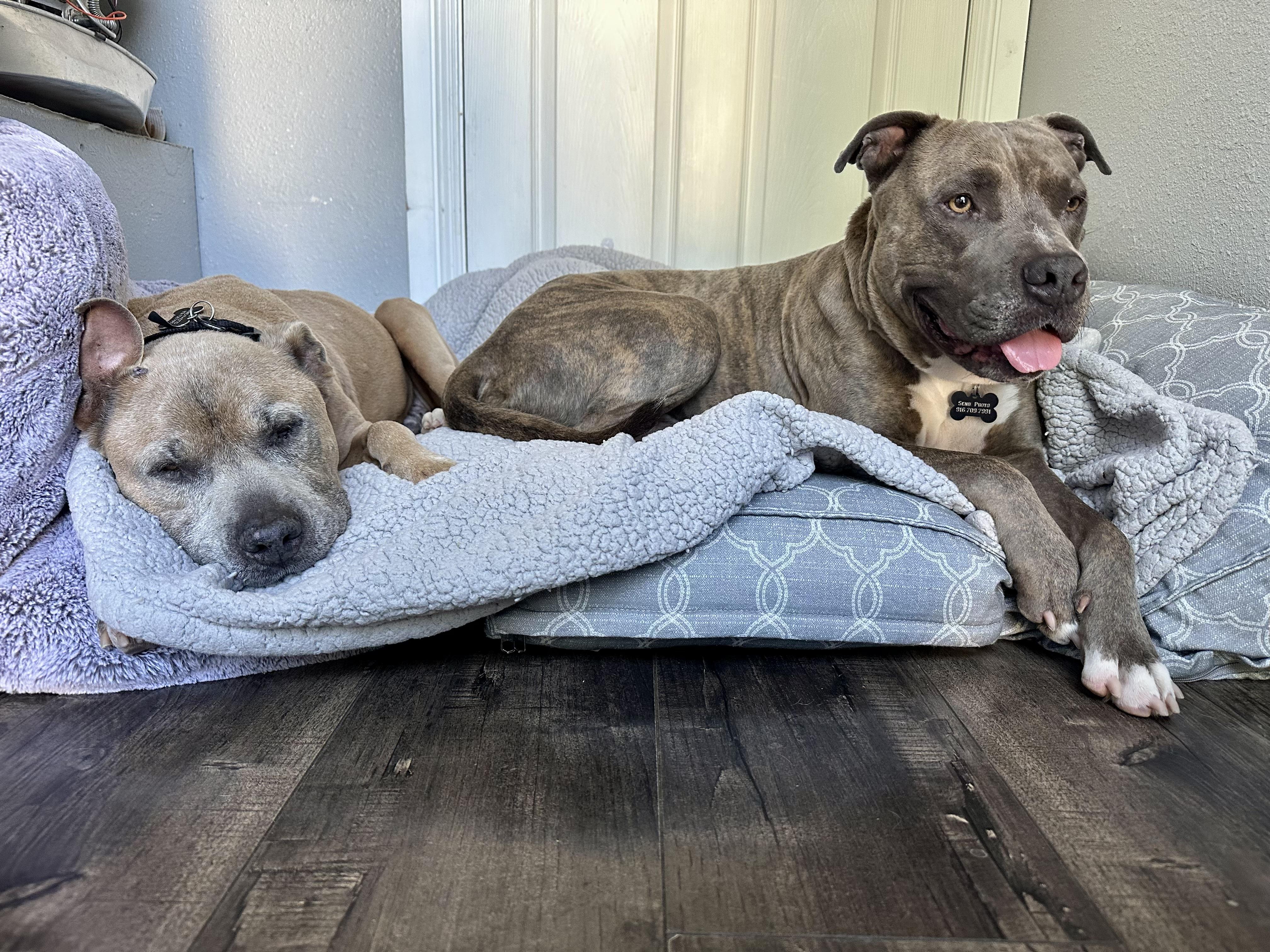 Sam, a ADOPTABLE mixed breed in Newcastle, CA image 5/5