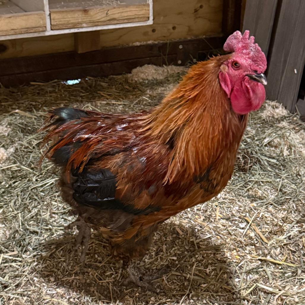 Red, Adoptable, Adult Male Chicken.