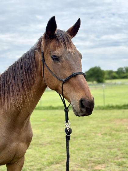 Autumn `Dewo`s Alli`, a Adoptable Thoroughbred in Fort Worth, TX image 1/3