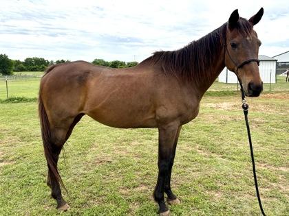 Autumn `Dewo`s Alli`, a Adoptable Thoroughbred in Fort Worth, TX image 3/3