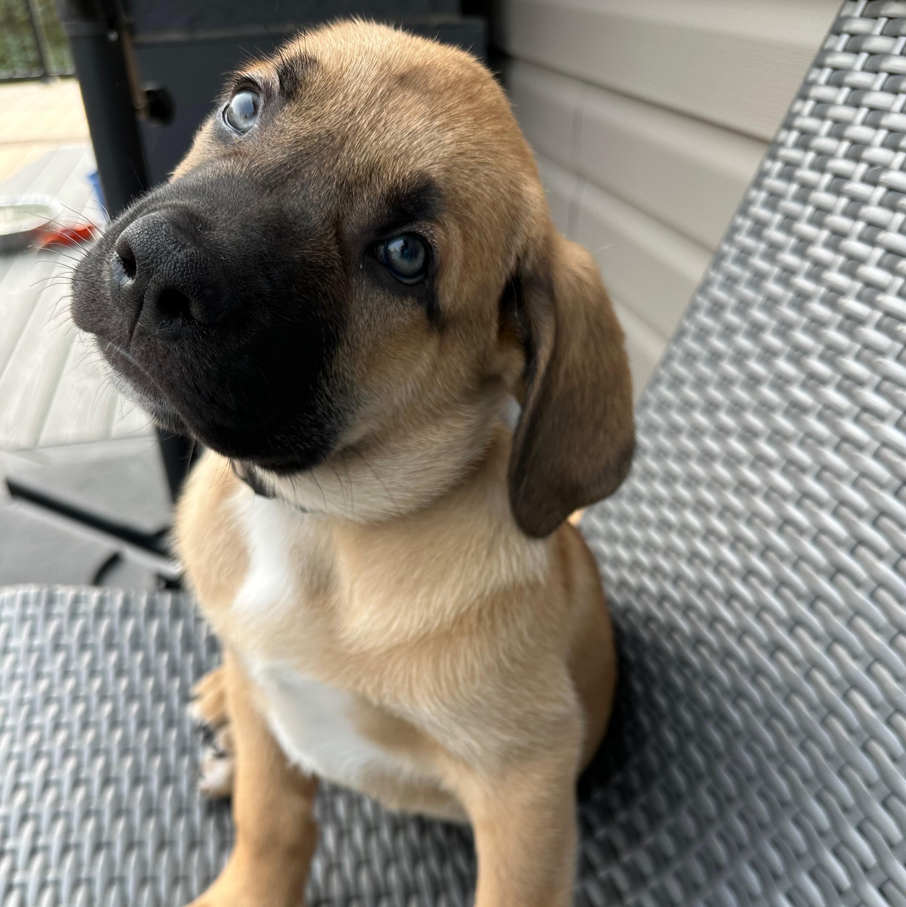 Mocha, a Adoptable Mixed Breed in Saskatoon, SK image 2/6