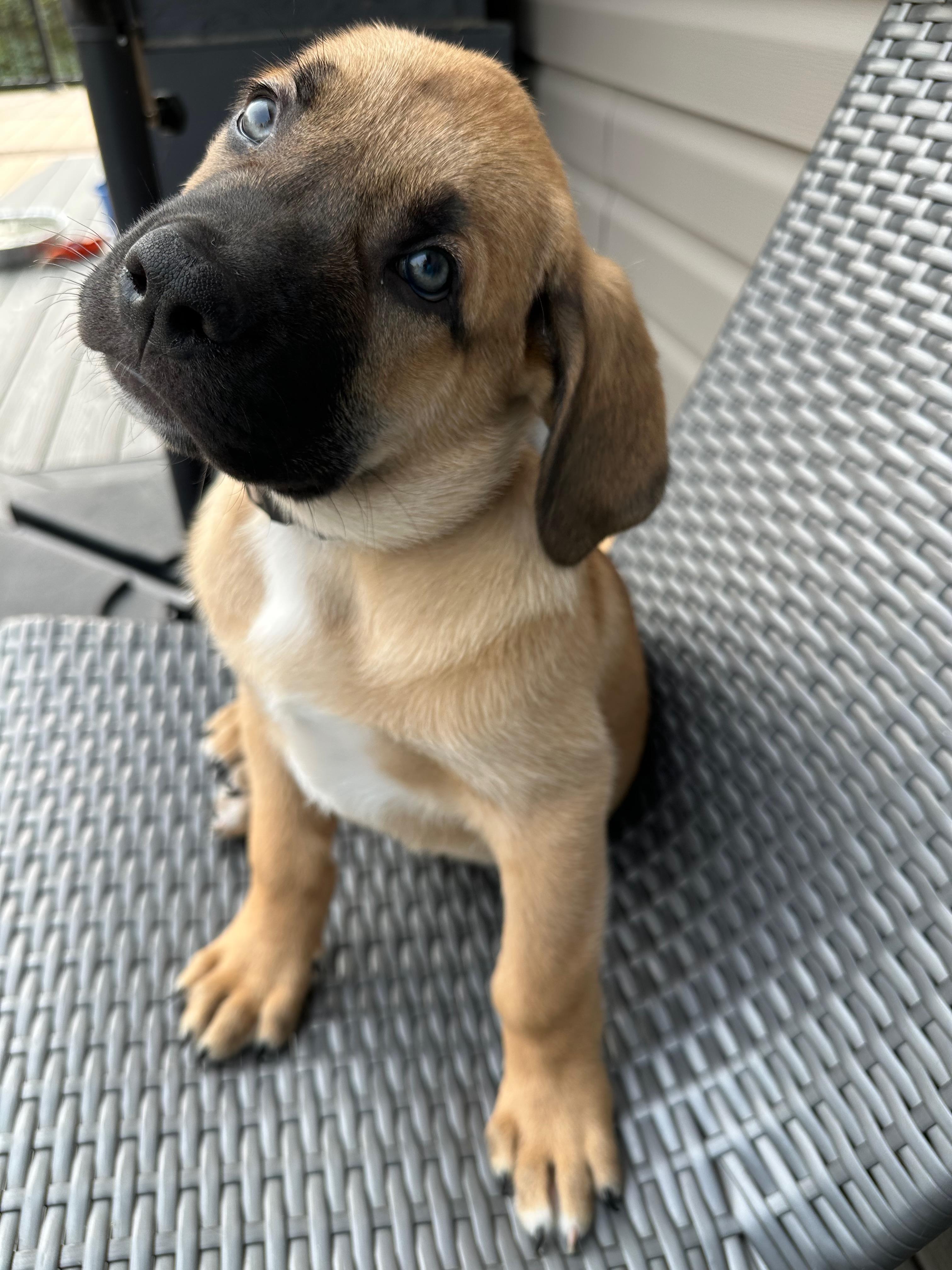 Enlarge Mocha, a Adoptable Mixed Breed in Saskatoon, SK image 6/6